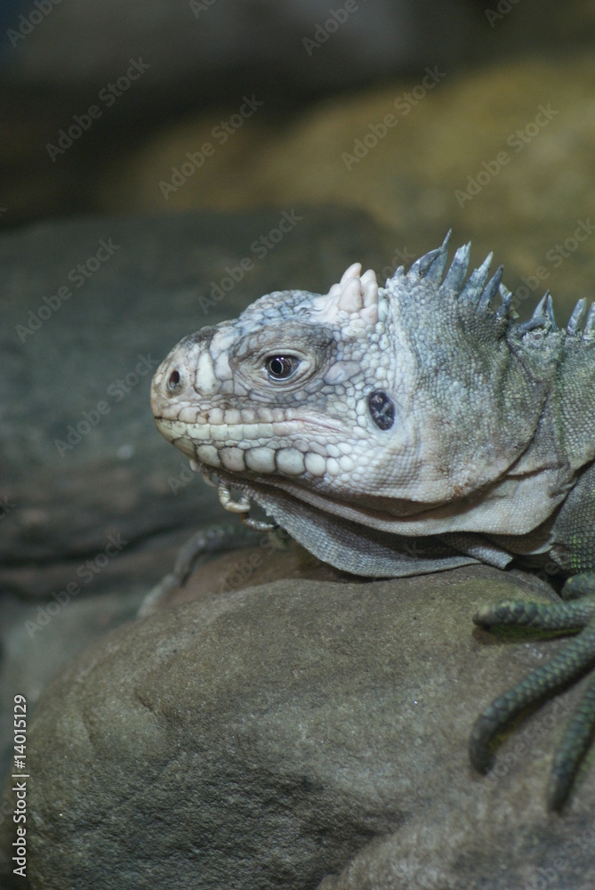 Lesser Antilles Iguana