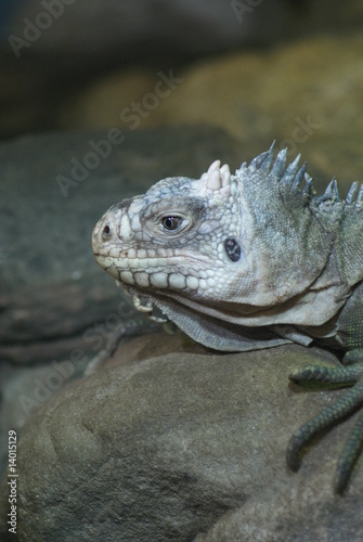 Lesser Antilles Iguana