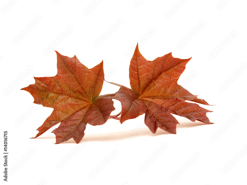 Marple leaves Marple leaves