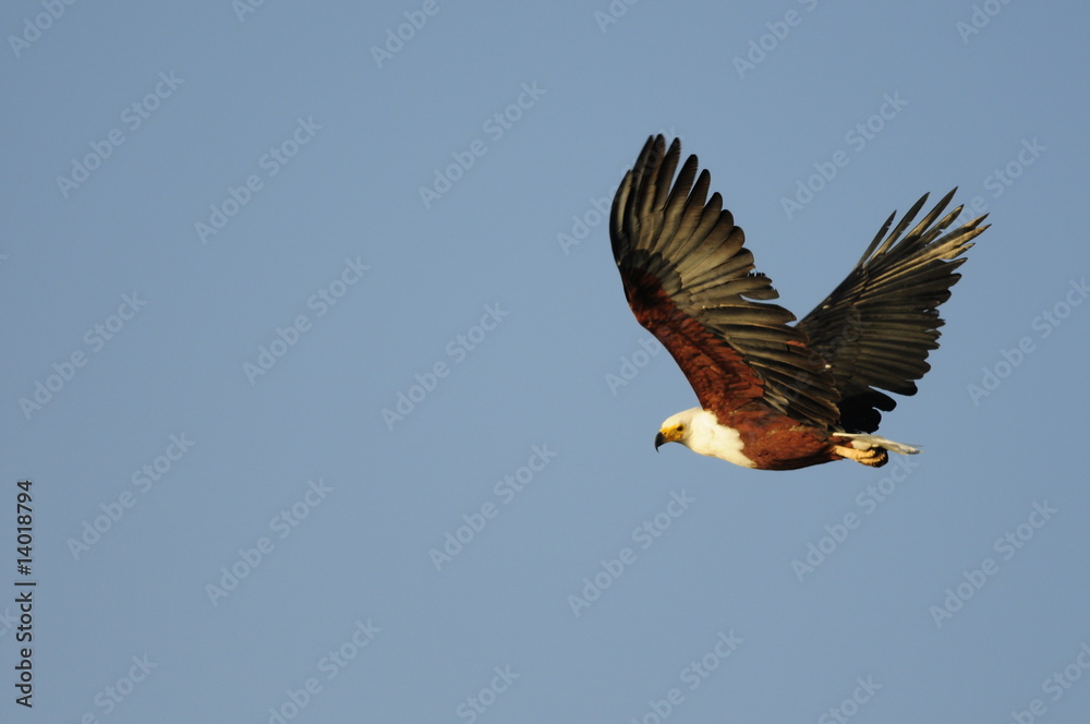Obraz premium African fish eagle, Haliaeetus vociferoides in flight, Naivasha