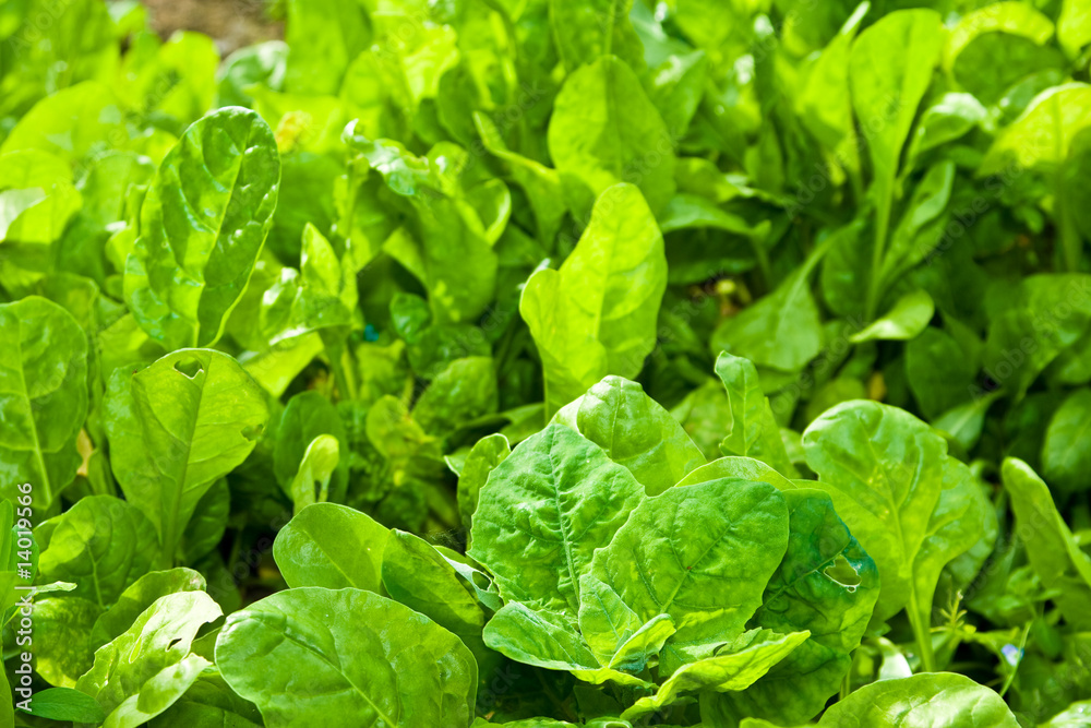 Vegetarian Food, ready to be harvested from the field Vegetarian Food, ready to be harvested from the field