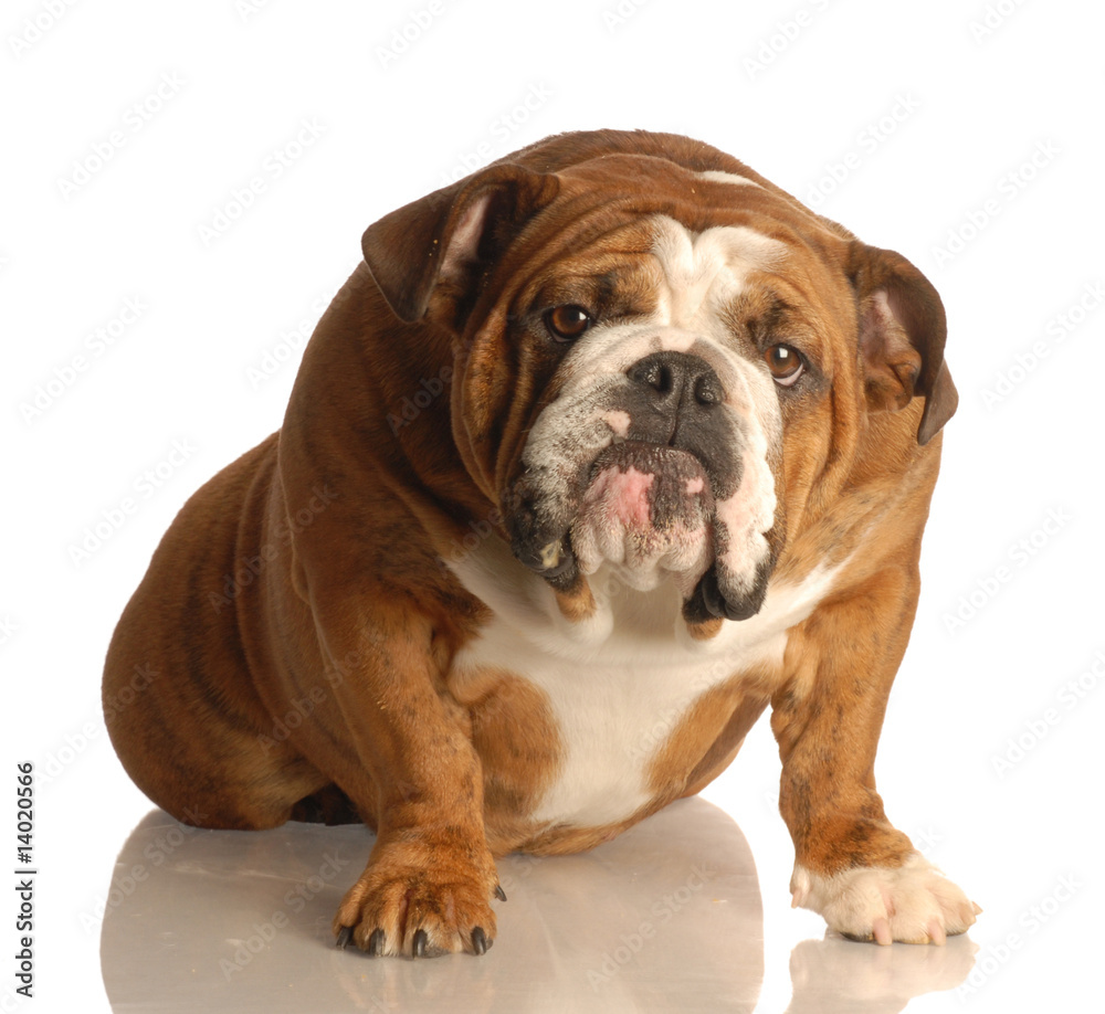 english bulldog sitting with guilty looking expression