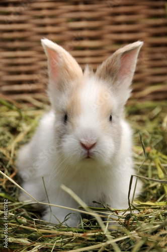rabbit in the grass © Sorin Popa