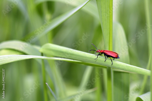 Cardinal dans l'herbe