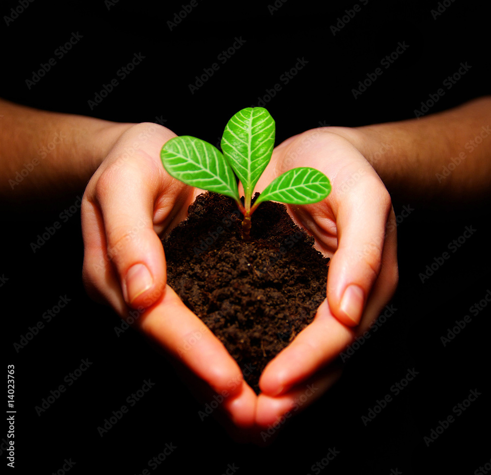 plant in hands plant in hands