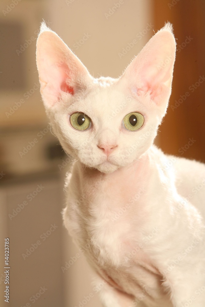portrait de rex devon de face - chat nu,blanc,grandes oreilles