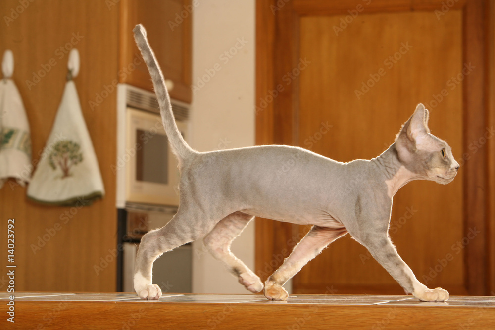 chat rex devon de profil sur meuble de cuisine - chat sans poil Stock Photo