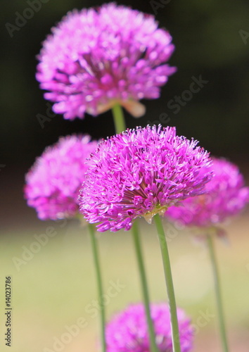 alliums