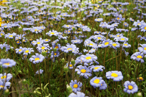 champ de marguerite