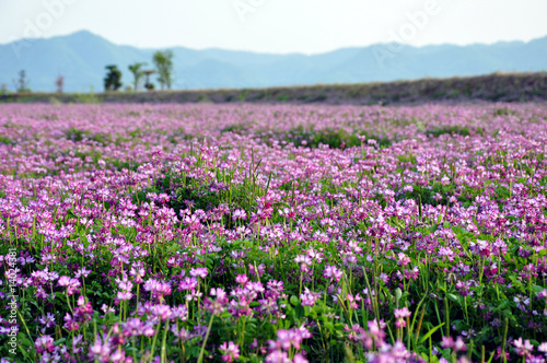 Japanese countryside near Okayama © Delphotostock