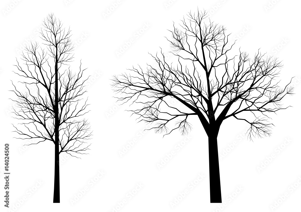 Fototapeta premium Silhouettes d'arbres (série 3)