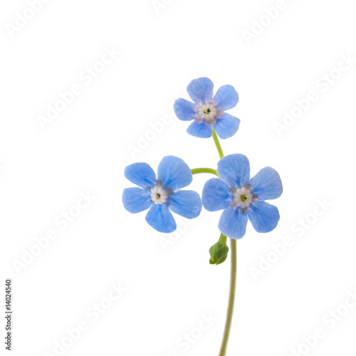 Single sprig of forget-me-not isolated on white