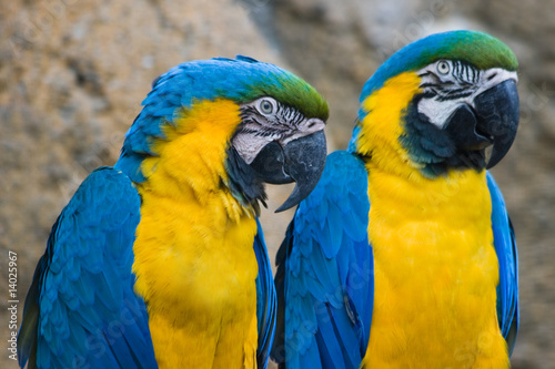 Two yellow and blue parrots