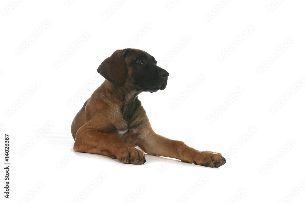rhodesian ridgeback puppy sitting on high key background