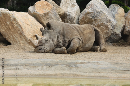 Rhino 5