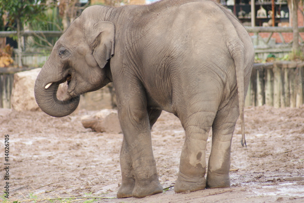Naklejka premium Indian Elephant