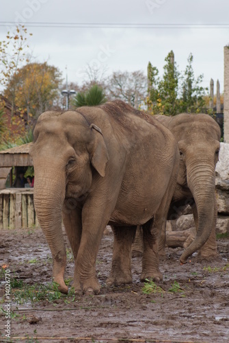 Indian Elephants