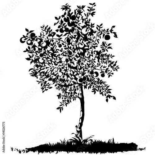 Silhouette of a young apple tree on meadow