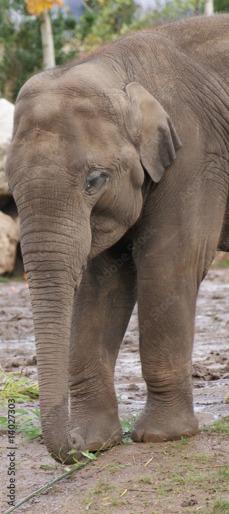Fototapeta premium Indian Elephant: Eating