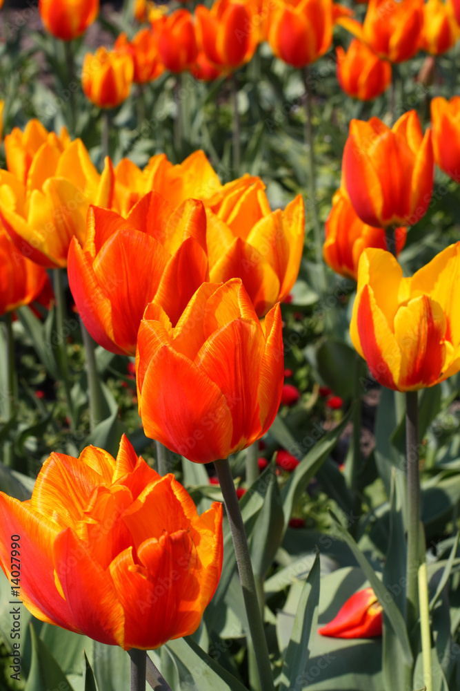 Red and orange tulips