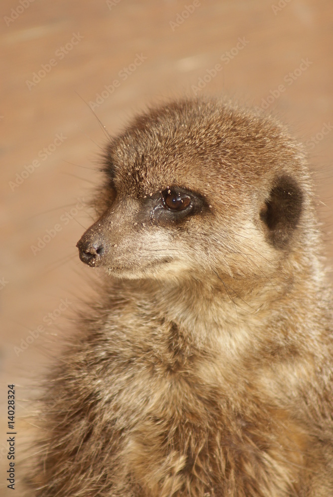 Fototapeta premium Meerkat: Portrait