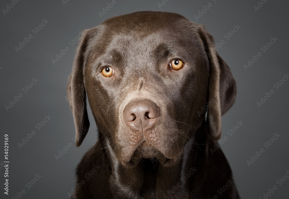 Portrait of a Cute Chocolate Labrador Puppy