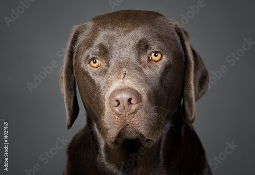 Portrait of a Cute Chocolate Labrador Puppy © JPRFphotos