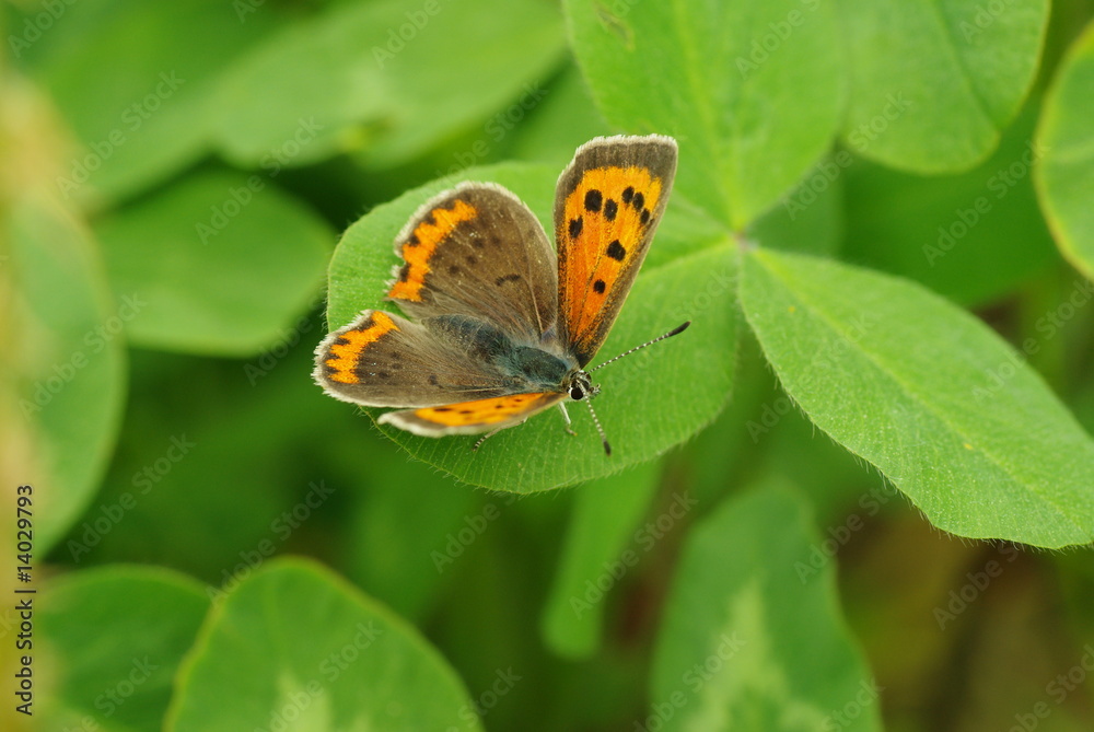 Obraz premium ベニシジミとクローバー