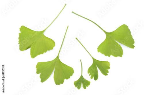 ginko leaves