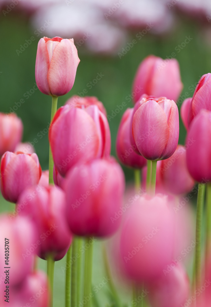 Fototapeta premium Pink tulips