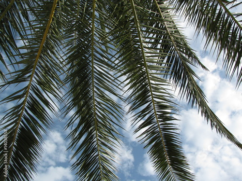 ciel et palmier