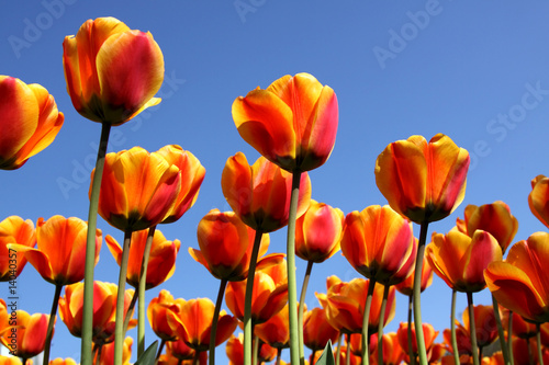 Many tulips in the garden