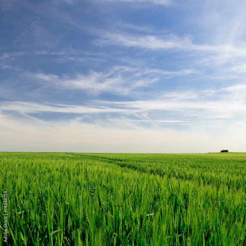 Sommer im Feld