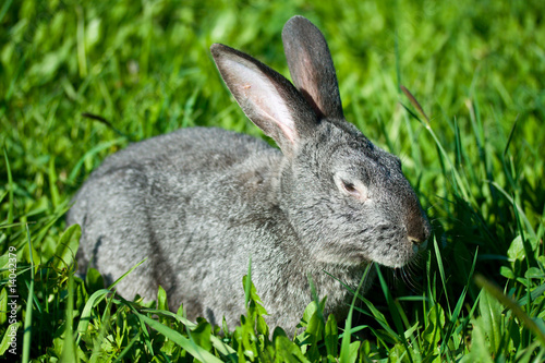 gray rabbit in grass