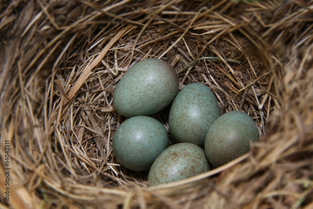 nest