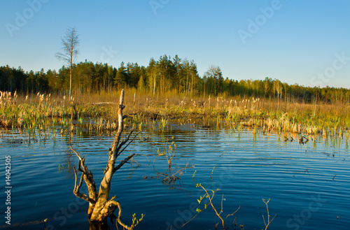 rushy swamp in forest landscape