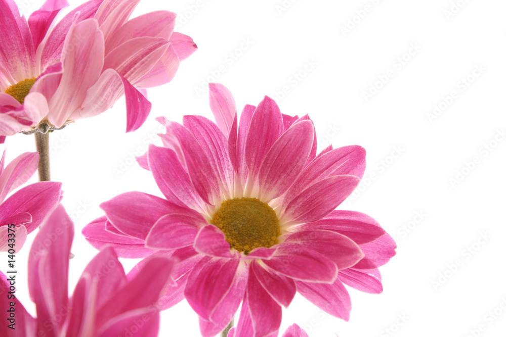 Flower on white background