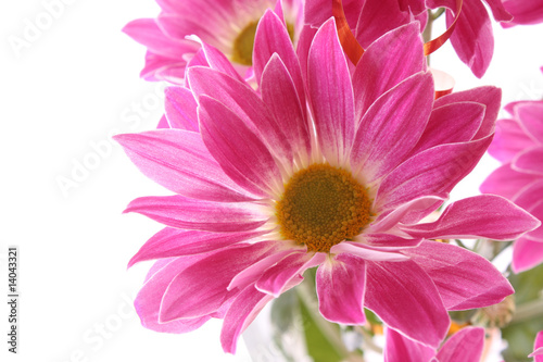 Flower on white background