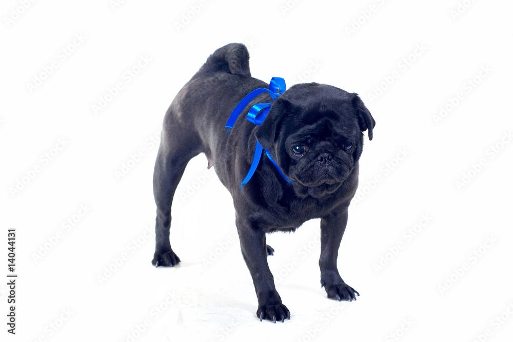 Blac Pug with blue bow on neck