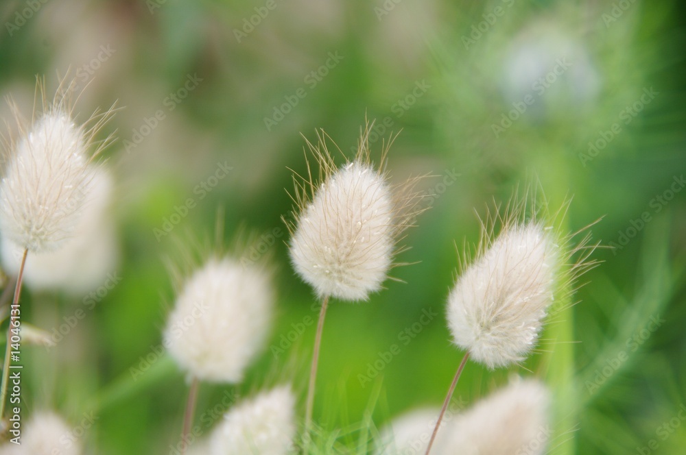 Obraz premium ふわふわしたもの