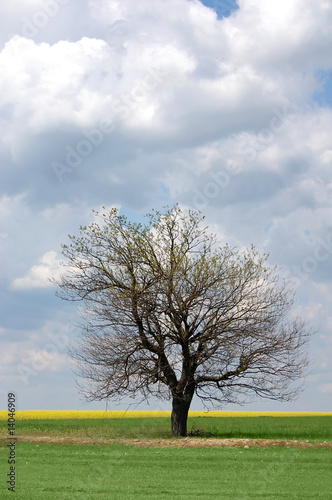tree at field
