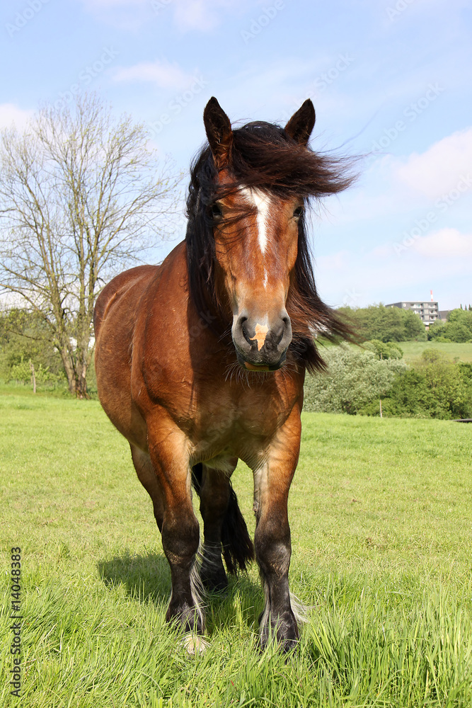 Obraz premium Pferd auf Weide
