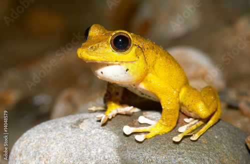 Tree Frog