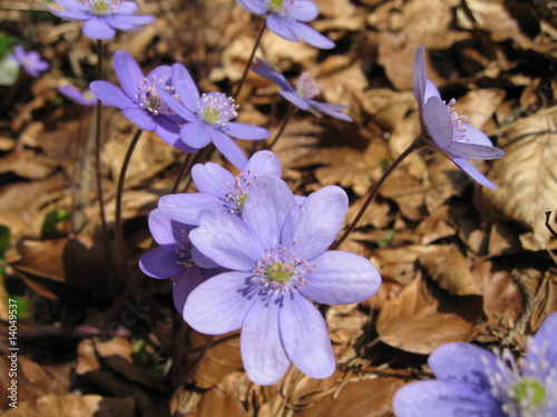 Anemone lilla photo