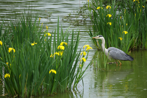 Héron cendré,Ardea cinerea