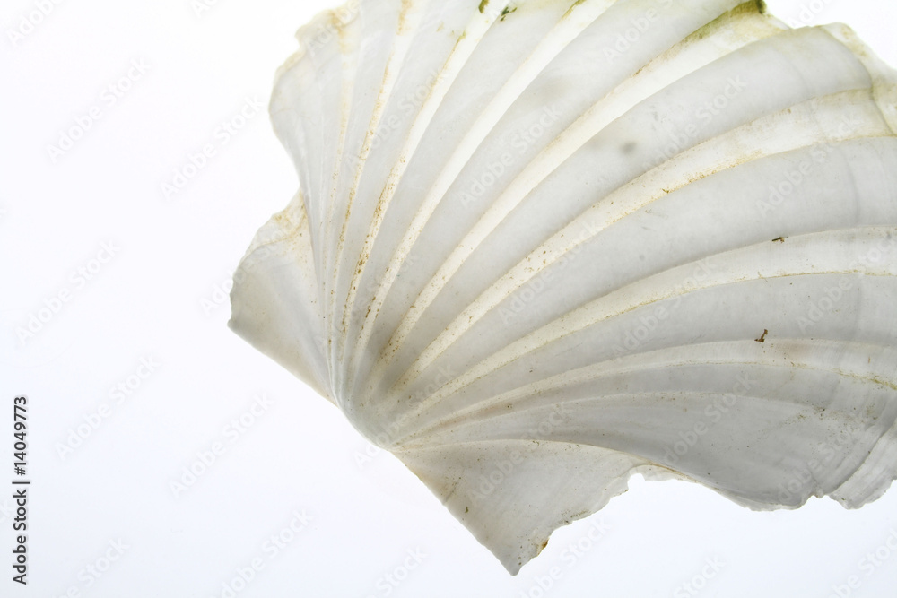 Fototapeta premium White shell background