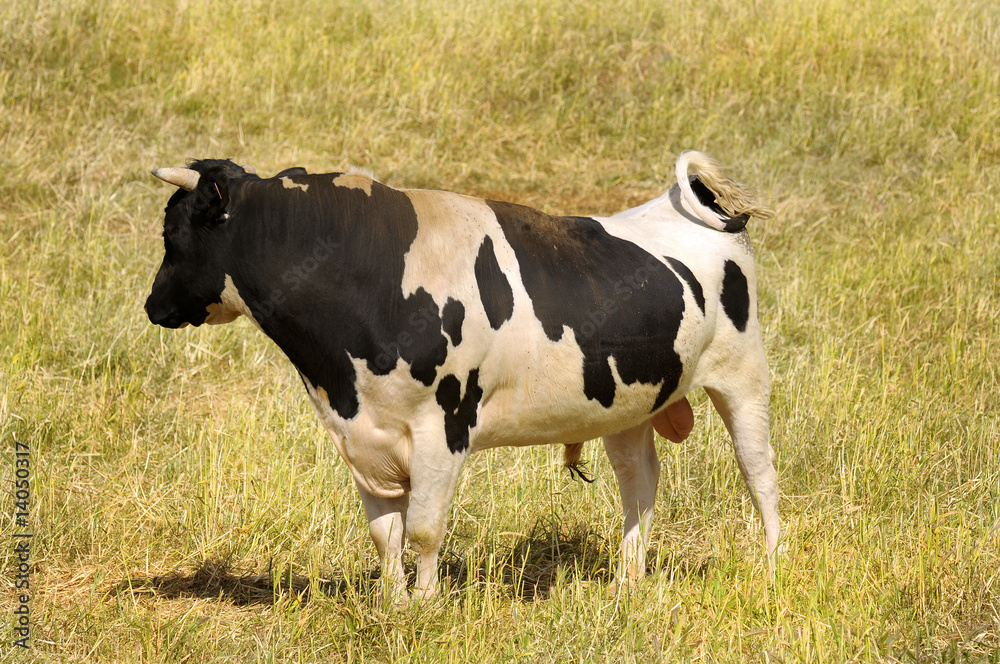Spotted bull