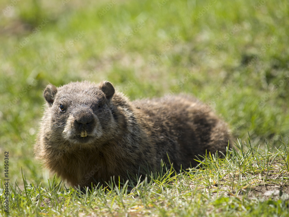 Fototapeta premium cute marmot