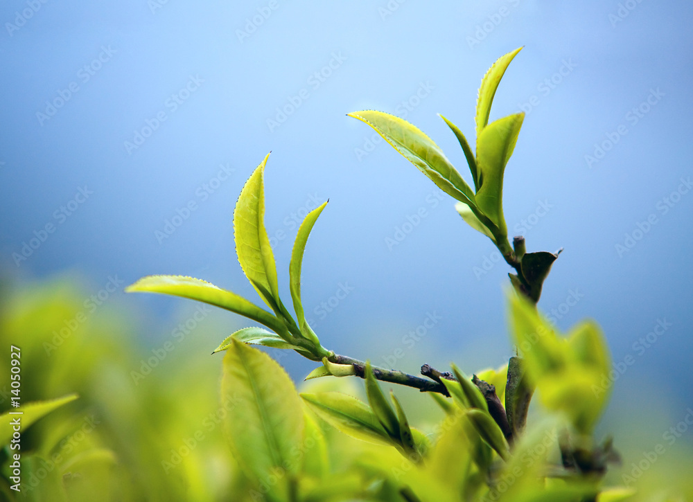 Fototapeta premium Young tea