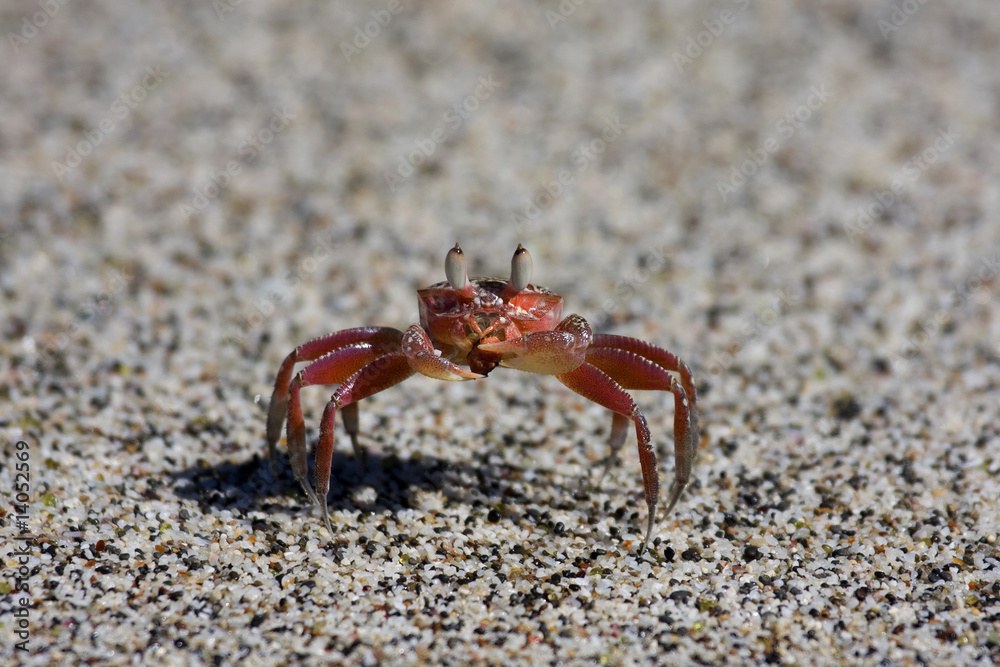 Costa Rica Crab